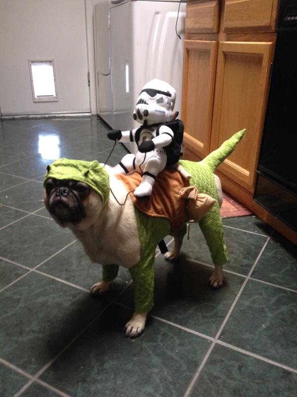 /images/uploads/pug nation rescue of los angeles/pugnation2020/entries/11276thumb.jpg